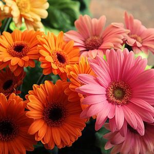 Meet your Posher, Ty